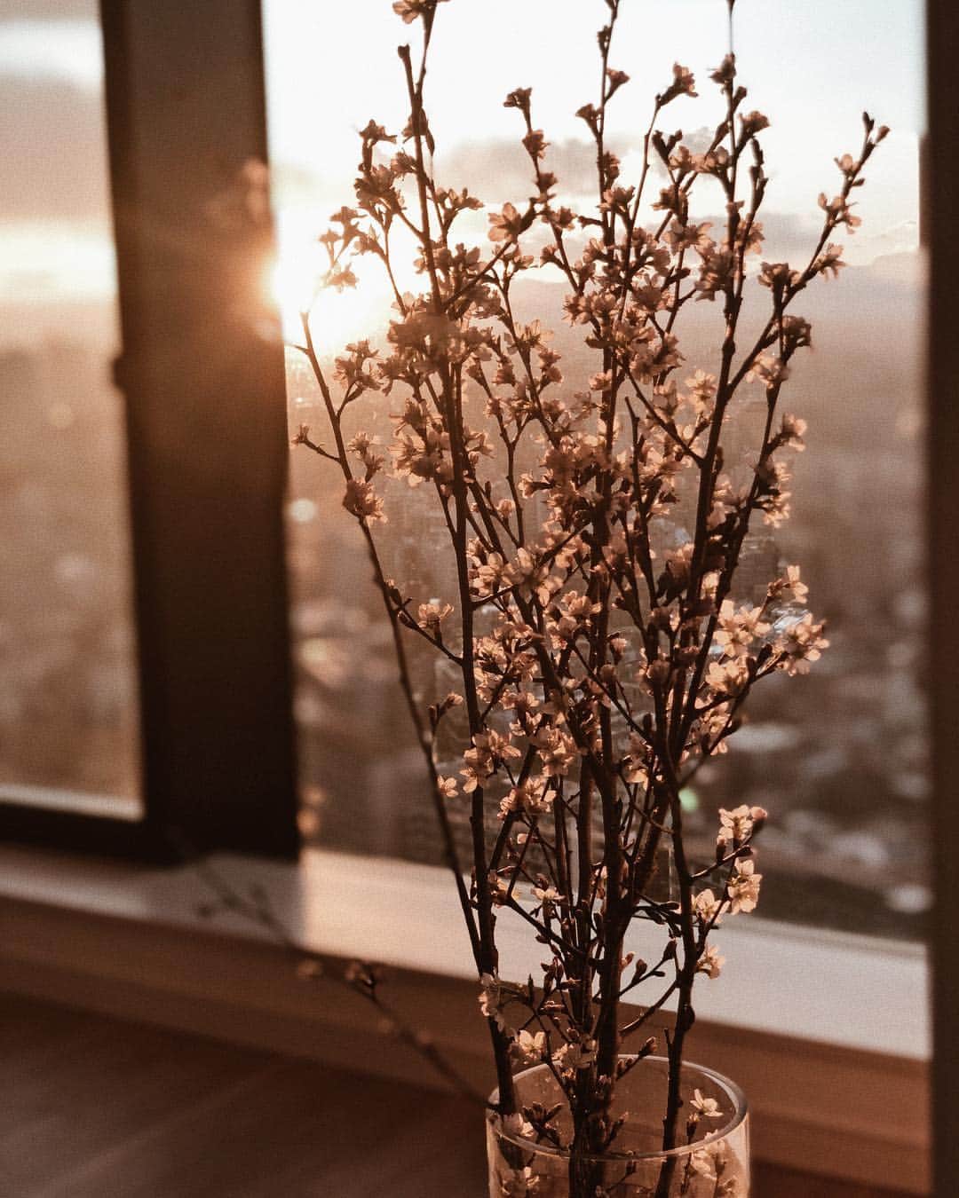 仲村美香さんのインスタグラム写真 - (仲村美香Instagram)「桜が終わってしまうぅ😢🌸 今年は一回しかお花見できなかったな😂 お花見シーズン短すぎるし 寒過ぎて…毎年逃してしまう。笑 いつになったら暖かくなるんですかね？🤔 ・ ・ ・ #sakura#桜」4月8日 18時47分 - mikapu0519
