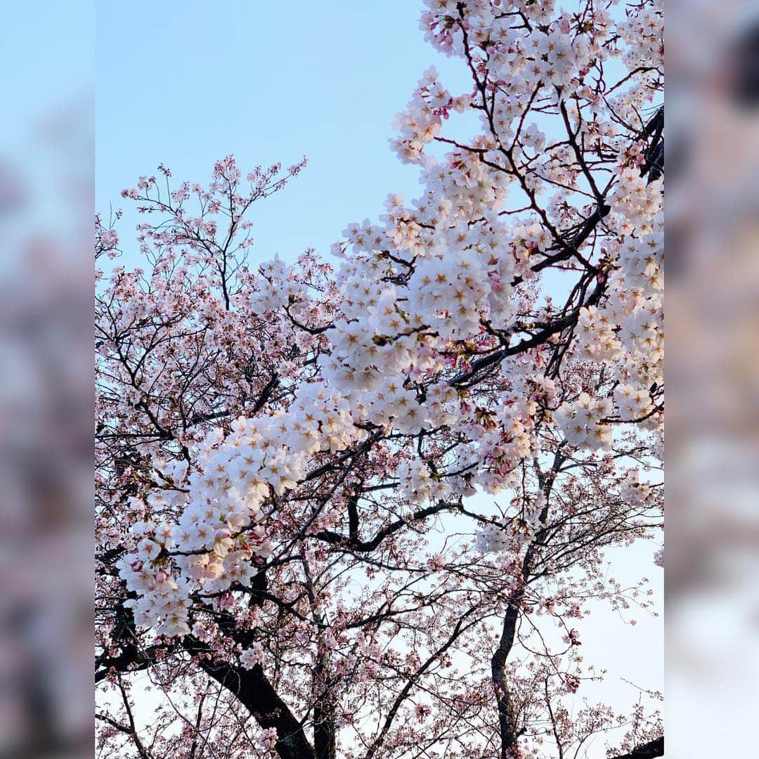 高井瑛子さんのインスタグラム写真 - (高井瑛子Instagram)「. . 🌸🌸🌸🌸🌸🌸 . 先日、上越市の高田公園のサクラを見てきました。 . 「日本三大夜桜」の一つとしても有名な高田公園。 . ピンク色の可愛らしいサクラが キレイに咲いていました🌸✨ . ずっと愛でていたい…🥺❤️ . . 🌸🌸🌸🌸🌸🌸 . . ----------------------------------- #新潟テレビ21#アナウンサー#花見#高田公園#満開#桜#上越市#春#写真下手」4月8日 18時48分 - ux_takai.eiko