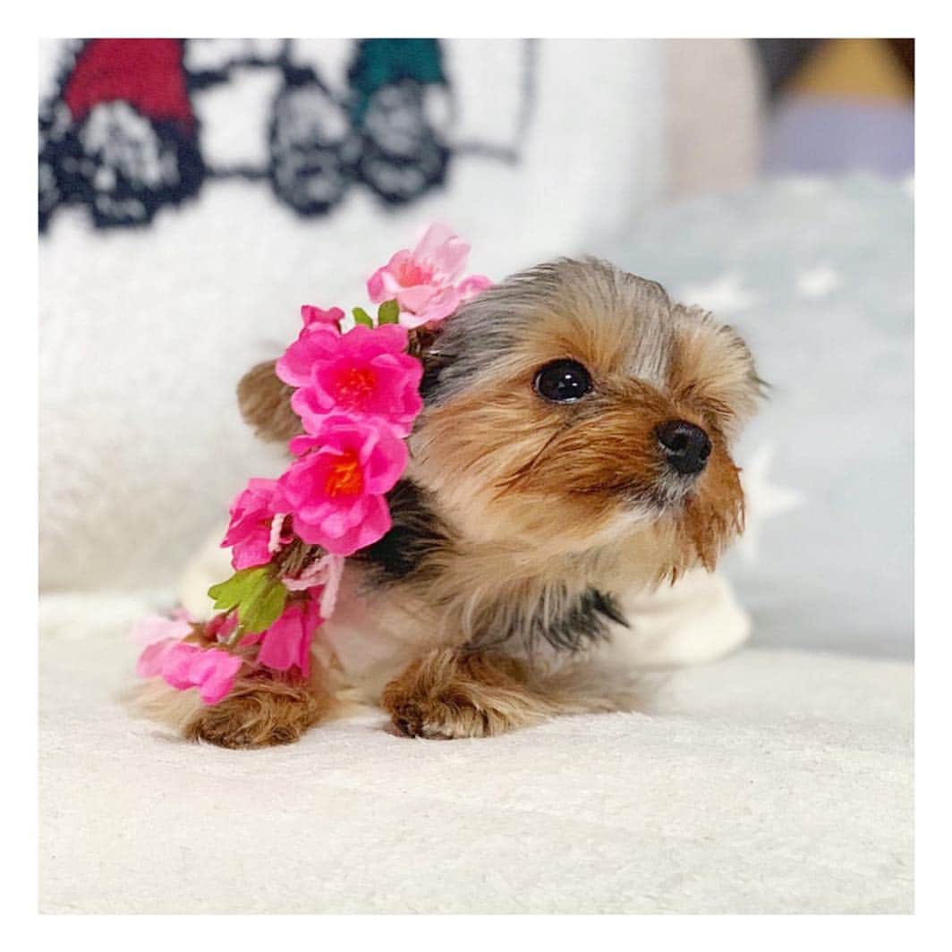 筒井萌子のインスタグラム：「* ちょっぴりAloha〜なうに🐶🌺 @nontatiara うにアカウント母更新中⭐️ 早く会いたいなぁ（´-`）.｡oO毎日癒し♪ ・ #筒井萌子 #女優 #actress #モデル #model #岡山  #shooting #instagood #instalike #converse #撮影 #followme #instalike #ブリヂストンゴルフ #tommyjeans #dhoric #snidel #lee #ゴルフ #ゴルフ女子 #ゴルフコーデ #골프 #좋아요반사 #좋아요그램 #좋아요환영 #데일리그램 #패션 #오오티디 #카페 #카페 #ジャパンゴルフフェア」