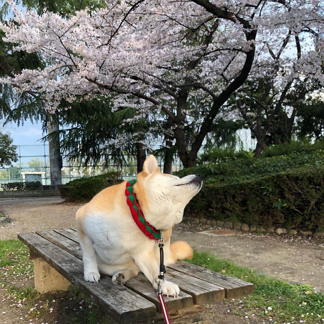こなつさんのインスタグラム写真 - (こなつInstagram)「こなつとお花見してきました🌸  去年の台風で、半分くらいの桜の木が無くなってました。」4月8日 18時55分 - makonatu