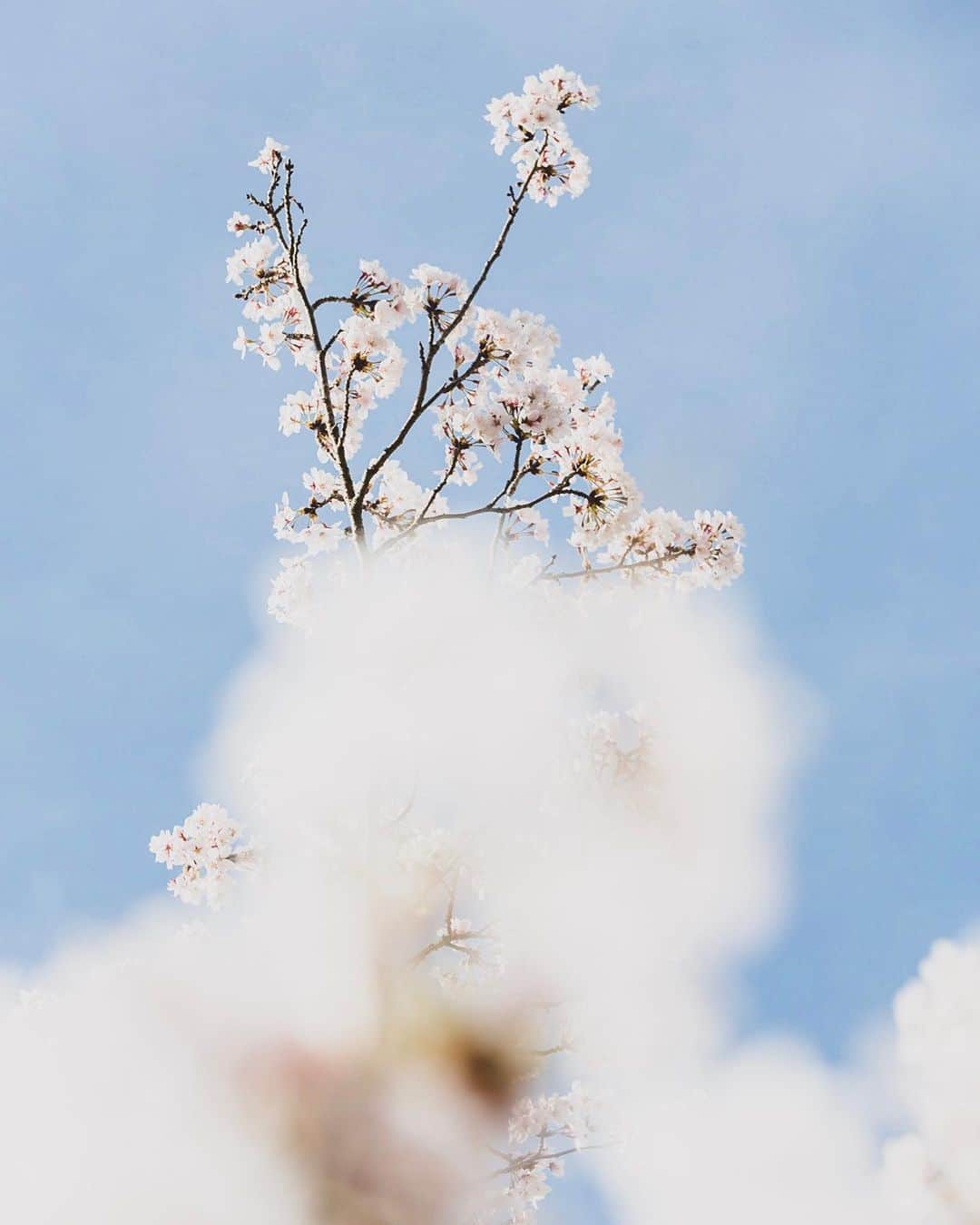 Shinsuke Inoueのインスタグラム：「@hypebeastjp #hypebeastjp #hbjp_photochallenge01 #sakura #cherryblossom #nature #plants #japan #kagawa #takamatsu #桜 #日本 #香川 #香川県 #高松 #高松市 #自然 #植物」