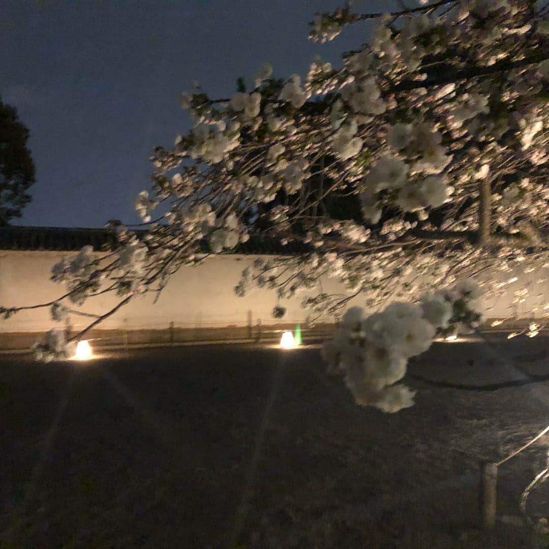 福田友理子さんのインスタグラム写真 - (福田友理子Instagram)「* * ✖︎音量注意✖︎ 弾丸で日帰り京都☺️京都二条城の夜桜🌸 * 二条城では今週末まで、さくら祭りがやっていて、夜は夜桜と一緒にプロジェクションマッピングが✨ * とっても綺麗でした✨🌸 琴の音や映像が和の雰囲気満載で日本の文化って美しい * * #京都 #二条城 #桜 #夜桜 #新幹線の時間ギリギリ笑 #プロジェクションマッピング #綺麗 #🌸 #sakura #kyoto」4月8日 18時57分 - yuriko.fu