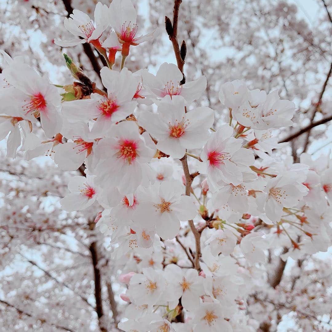 相沢礼子さんのインスタグラム写真 - (相沢礼子Instagram)「#桜 #sakura #cherryblossom」4月8日 18時58分 - reikoaizawa828