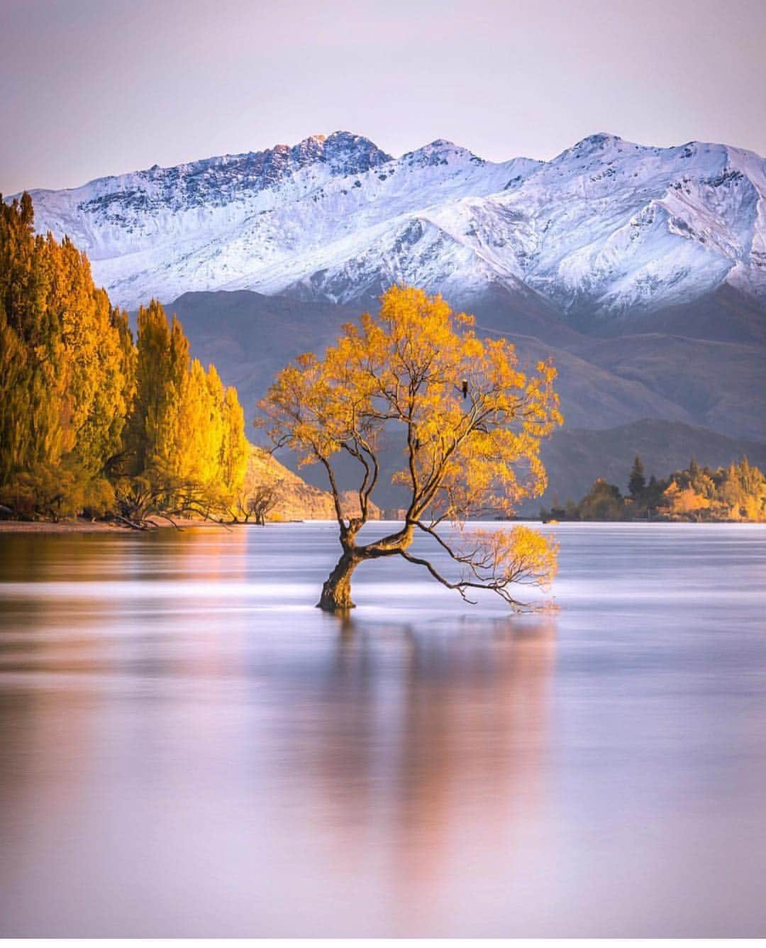 Canon Photographyさんのインスタグラム写真 - (Canon PhotographyInstagram)「Who’s visited this famous tree? Photography | @rachstewartnz  Wanaka, NZ  Canon 5Mkiv + 70-200  ISO 100 | f/10 | 25 secs  #Canon_Photos #NZ #wanaka #tree #mountains #lake」4月8日 18時59分 - cpcollectives