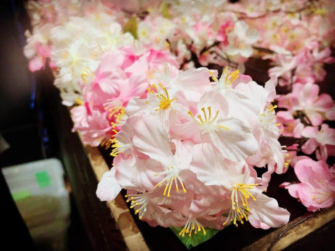 海月咲希のインスタグラム：「なんかいい感じに撮れた。 #仮面女子カフェ #桜 #sakuraball #映えてる気がする」