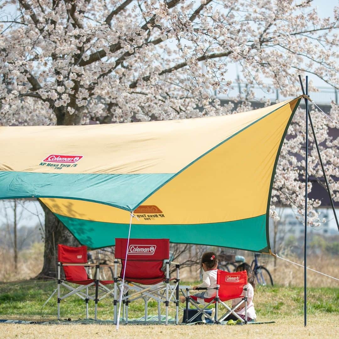 Coleman Japanのインスタグラム：「満開の桜🌸の木の下でピクニック♪  #私のコールマン」