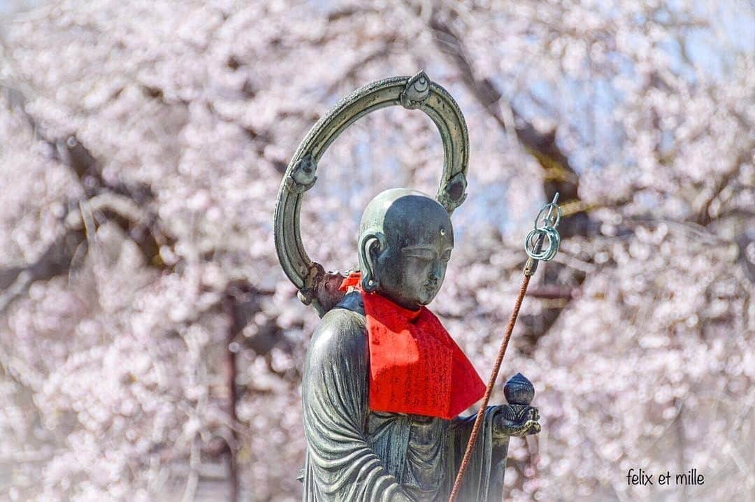 Visit Wakayamaさんのインスタグラム写真 - (Visit WakayamaInstagram)「.﻿ #Cherryblossoms in full bloom put a smile on his face.﻿ Can you tell?﻿ #dojyoji﻿ 📸: @felixetmille﻿ ﻿ Share your stories with #visitwakayama and @visitwakayama for a chance to be featured!」4月8日 19時00分 - visitwakayama