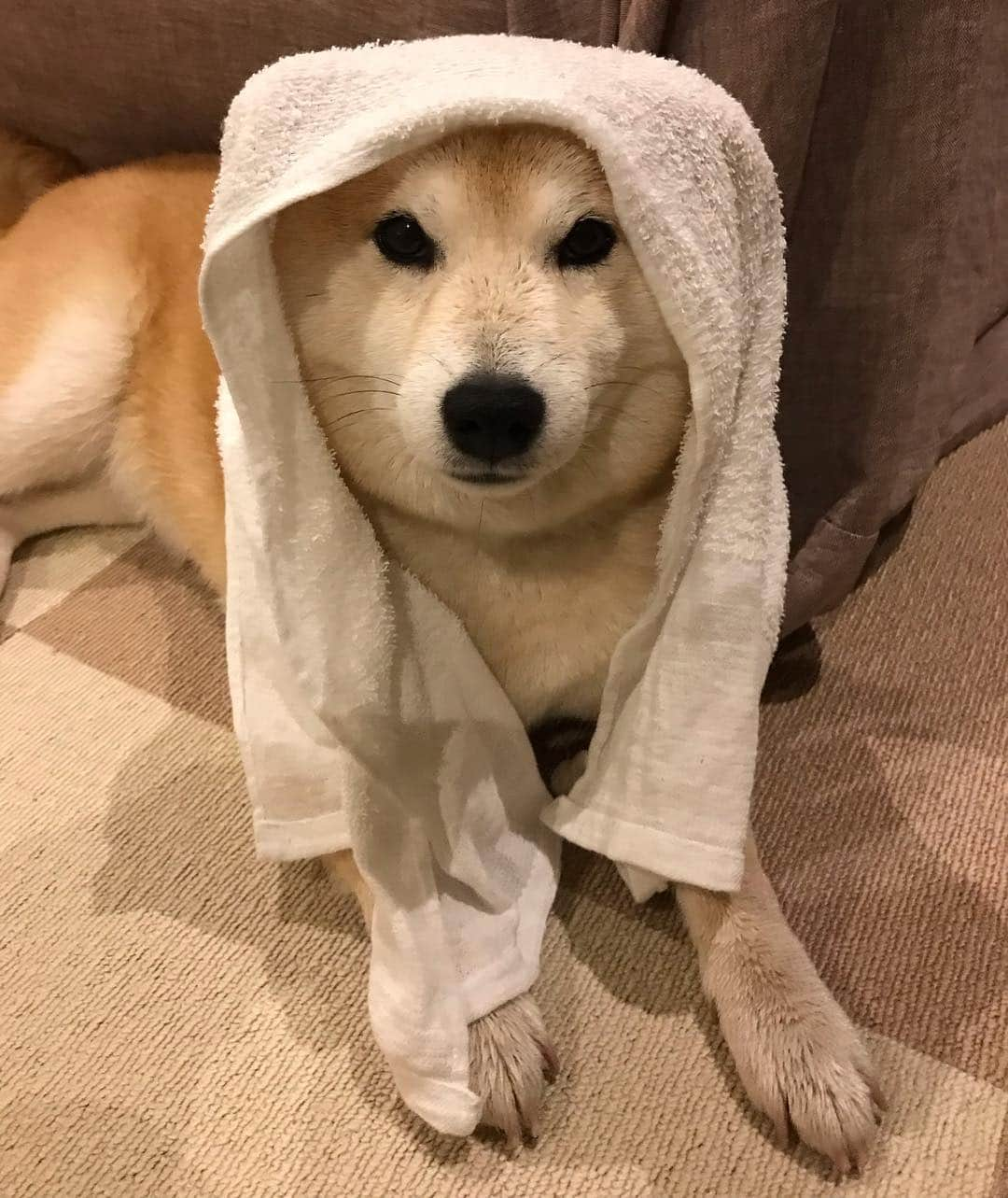 柴犬のモモさんのインスタグラム写真 - (柴犬のモモInstagram)「#柴の日 なのに、夜んぽでも雷雨に降られた不運なモモさん #いぬ #イヌ #犬 #柴犬 #赤柴 #日本犬 #犬バカ部 #ふわもこ部 #いぬら部 #癒しわんこ #柴犬マニア #犬のいる暮らし #口角キュキュッと部 #shiba #shibainu #shibadog #dogstagram #dogsofinstagram #shibastagram #shibasofinstagram #shibamania #inu #instadog #toyota_dog」4月8日 19時10分 - shi_ba_i_nu_momo