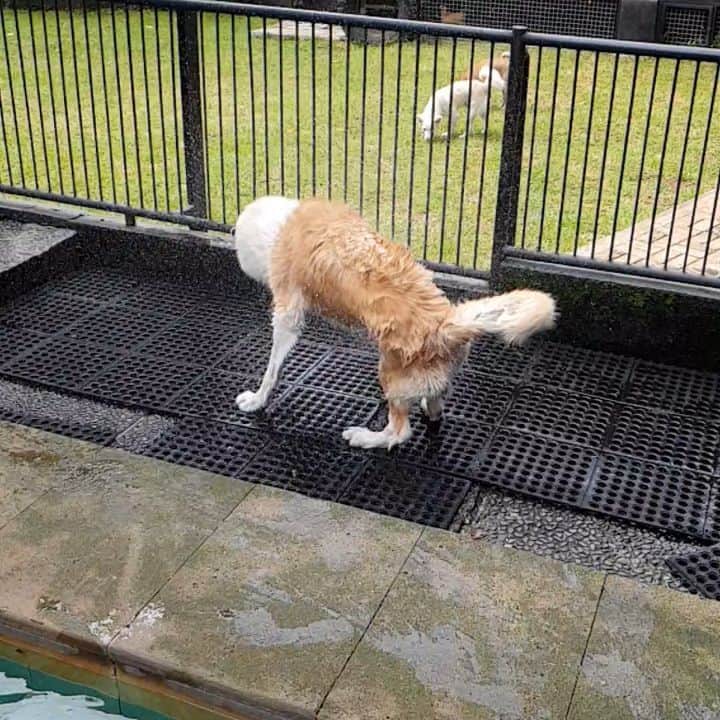 INA. CH KAITO VON JAH SUEDEのインスタグラム：「Drying time . Credit by @jen1_2 . . . . . . . . . . . #akita#akitafeatures#akita_feature#japaneseakita#dog_features#Hatchiko#love#animal#petoftheday#akitaofinstagram#pet#animal#秋田犬#犬#秋田#日本の秋田#日本犬 #大型犬 #日本語 #子犬 #可愛い #doglover#ワンコ大好き倶楽部公式 #photooftheday#akitagram#instapet#dogstagram#dog#puppy#INSTAKITA」