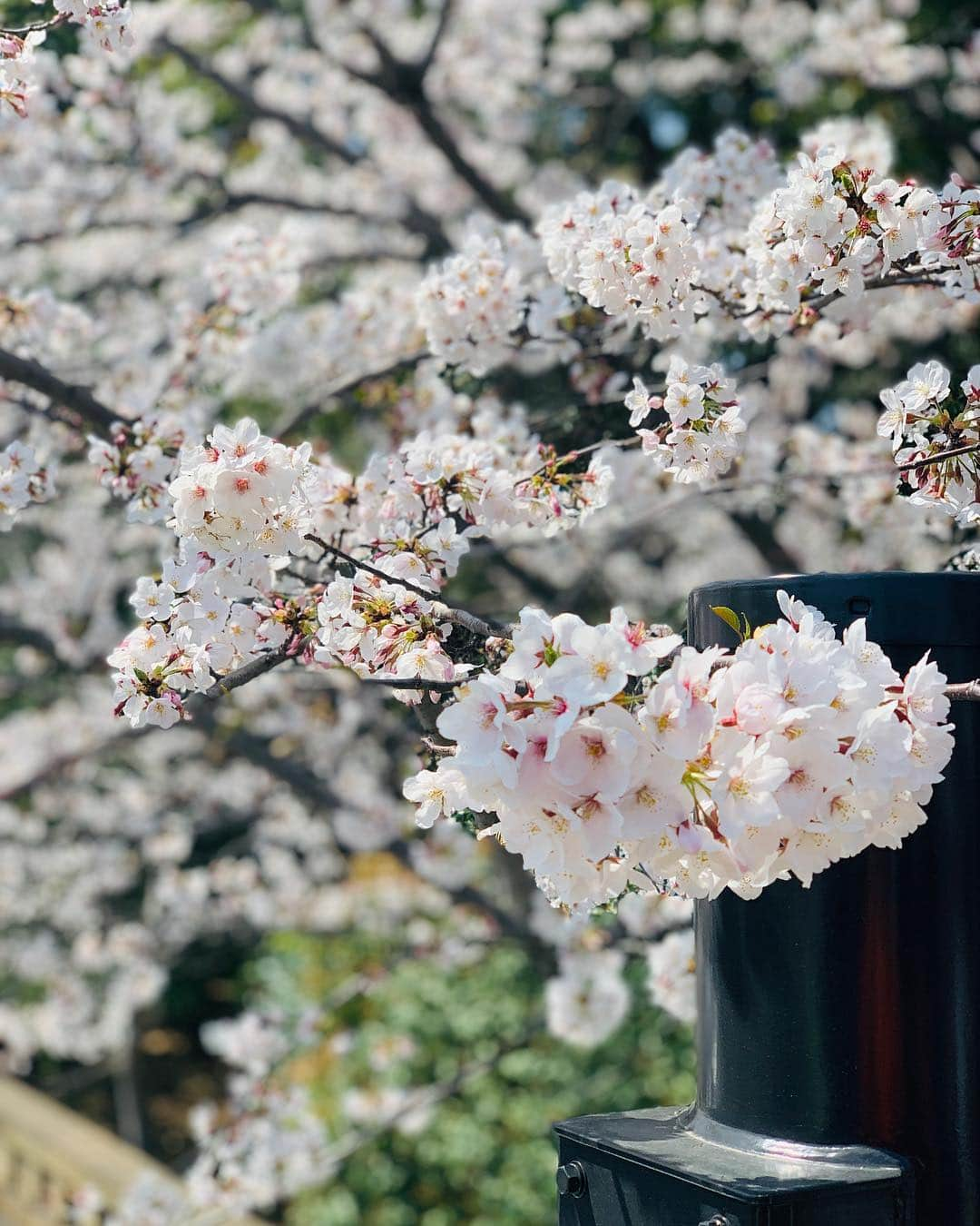 小出真保さんのインスタグラム写真 - (小出真保Instagram)「#iPhonexs #ポートレート この機能が凄いということを伝えてるだけ。🤪 もうサヨナラ サクラ。🌸」4月8日 19時11分 - mahokoide