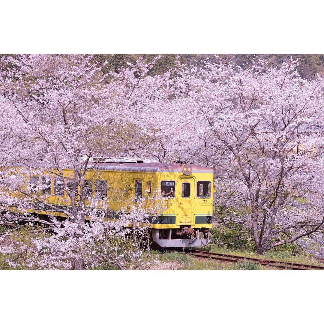 大越光貴さんのインスタグラム写真 - (大越光貴Instagram)「#SAKURA #TRAIN #isumi #railway #trip #travel #cherryblossoms #chiba #japan #spring #art #photographer #nikon #tokyocameraclub #春 #桜 #鉄道  #いすみ鉄道 #旅 #旅行 #千葉 #日本 #ファインダー越しの私の世界 #鉄ちゃんデビュー #東京カメラ部」4月8日 19時35分 - koukoshi