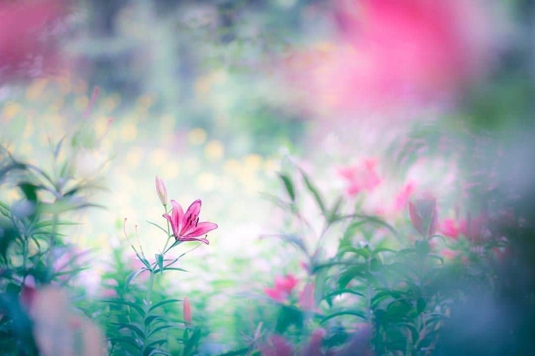 花の写真館のインスタグラム：「Photo by @8ru_photo.⠀ https://instagram.com/8ru_photo/⠀ .⠀ Original Post[投稿頂いたURL]⠀ https://www.instagram.com/p/BkaPI7YgqMP/⠀ .⠀ 本アカウントは、 #私の花の写真 をつけてInstagramに投稿された皆さまの花の写真や、「花の写真館」Facebookページで投稿された花の写真を紹介します。⠀ 「花の写真館」Facebookページは、「 @floral.photograph 」のプロフィールにあるURLからご覧ください。⠀ .⠀ #花の写真館 #floralphotograph #floralphoto #flower #flowers #富士フイルム #FUJIFILM⠀ Follow: @floral.photograph」