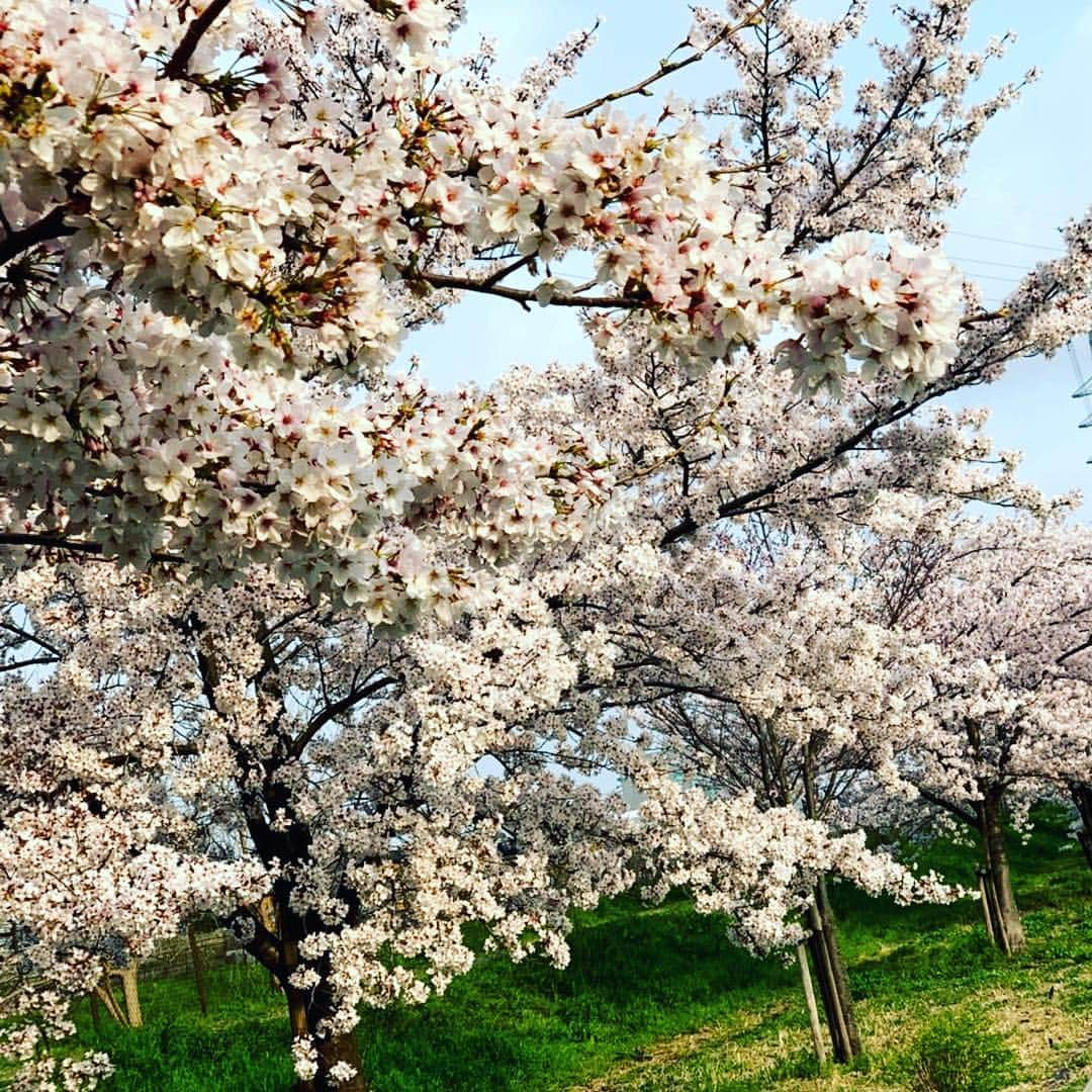 庄司ゆうこさんのインスタグラム写真 - (庄司ゆうこInstagram)「朝10時、お家でのんびりしていたら、取り引き先から電話があり、「まだ今日の先生来てないんですけど、、」と連絡あり、インストラクターに連絡しても繋がらない😂お客様8名プラスお子様たちが待ってる、、こりゃ大変😂 そんなわけですっぴんパジャマからダッシュで着替えて桜新町まで行き私がレッスンしました！笑 まさかの出産前ギリギリのお仕事。笑笑 会社経営していると何が起こるか分からない😂 けど、久しぶりにガッツリヨガやったお陰でちょっぴりお腹が下がってきた感じがする🤗久しぶりのママさんとお子様たちにも会えたし楽しい時間でした✨😍 1枚目の写真は僕ちゃん写真きらーい！ 2枚目は完全に逃げ切りました。笑 そして、いつもお世話になってる方からベビー服頂きました✨😍大好きな星柄嬉しいな★ それにしても今年は色んな場所で桜見たなぁ🌸新宿御苑、代々木公園、目黒川、毛利庭園、皇居、お台場いっぱい行けて大満足(^^)もう妊婦生活は満喫しすぎたので、赤ちゃんそろそろ外の世界に出ておいで〜😂✨ #親子ヨガ#桜新町#ママヨガ#ベビーヨガ#急遽#レッスン#45分も#お待たせしてしまい本当に申し訳ありませんでした#インストラクター#寝坊#ミキハウス#ベビー服#出産お祝い#頂きました#臨月#妊娠39週#ラストスパート#アクティブ妊婦#マタニティライフ#色々思い出すと#泣けてくる#最近#涙もろい#早く会いたいな」4月8日 19時34分 - yuko.shoji