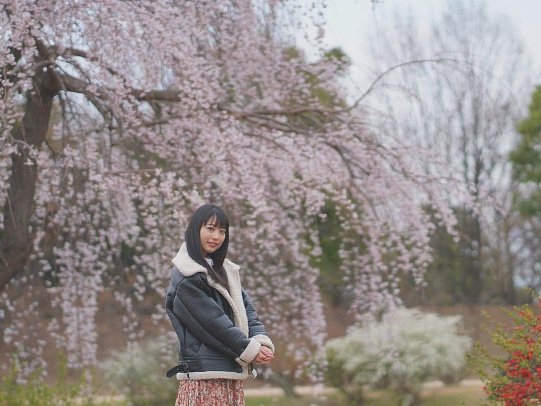 川崎芹奈さんのインスタグラム写真 - (川崎芹奈Instagram)「あんまり咲いてなかった日のお花見🌸 #お花見 #4月1日 #ピクニック #昭和記念公園 #桜 #河津桜 #🌸 #花見 #shetlandsheepdog #シェルティ #dog🐶 #family」4月8日 19時35分 - serina_yss