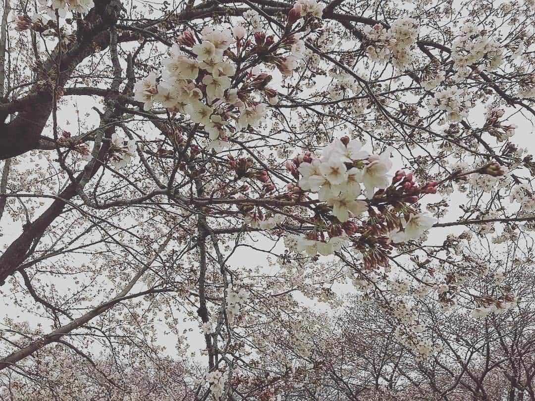 川崎芹奈さんのインスタグラム写真 - (川崎芹奈Instagram)「あんまり咲いてなかった日のお花見🌸 #お花見 #4月1日 #ピクニック #昭和記念公園 #桜 #河津桜 #🌸 #花見 #shetlandsheepdog #シェルティ #dog🐶 #family」4月8日 19時35分 - serina_yss