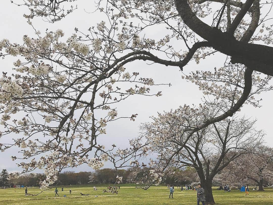 川崎芹奈さんのインスタグラム写真 - (川崎芹奈Instagram)「あんまり咲いてなかった日のお花見🌸 #お花見 #4月1日 #ピクニック #昭和記念公園 #桜 #河津桜 #🌸 #花見 #shetlandsheepdog #シェルティ #dog🐶 #family」4月8日 19時35分 - serina_yss