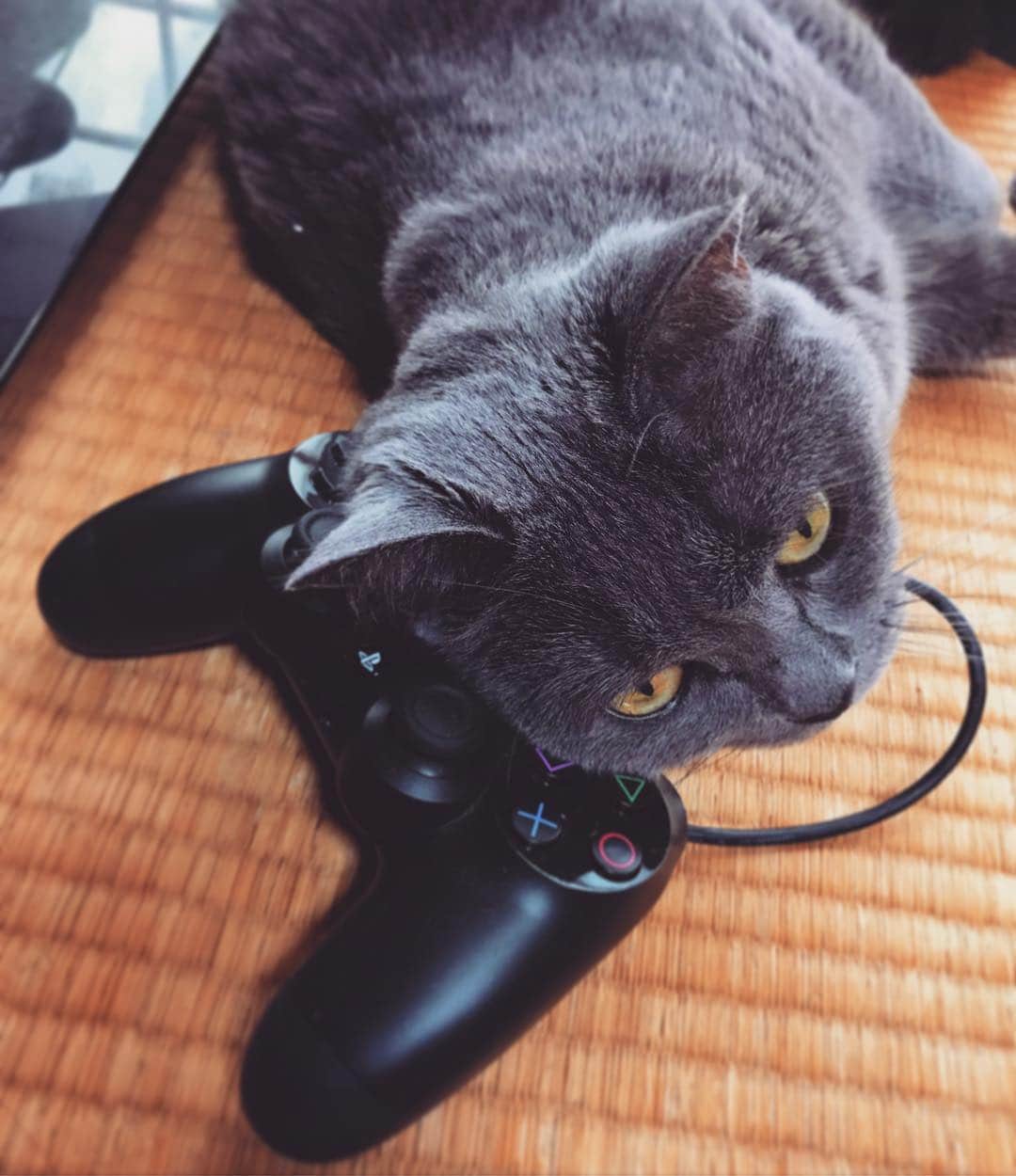 チキン南蛮カレーのルウ王子のグルメインスタ