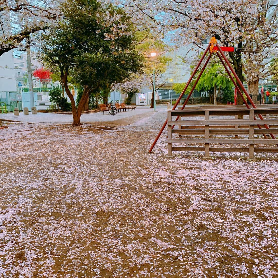 森下千里のインスタグラム：「Pink garden 🌸 . . #pink #sakura #桜 #今夜は冷えるね」