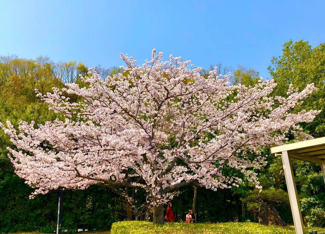 Tammyさんのインスタグラム写真 - (TammyInstagram)「「旅先で出逢った大きな桜」と、 「帰ってきて迎えてくれた白いチューリップ」  どっちもね、とても綺麗。  そう、そーゆーことやねん。  そーゆーことやねん。  空も花も空気も土も木も  それぞれの想いが映る  命の表れやなぁ。  見つめて想うことは、  ありがとうしかないん。  #Tammy #Tammyyanen #photo #シンガーソングライター #唄 #ギター #singer #songwriter #artist  #music #song #恩学 #音楽 #想い #art #live #love #life #flower #花 #cherryblossom #桜 #tulip #チューリップ #命 #自然 #心 #緑 #heart #ありがとう」4月8日 19時51分 - tammyyanen