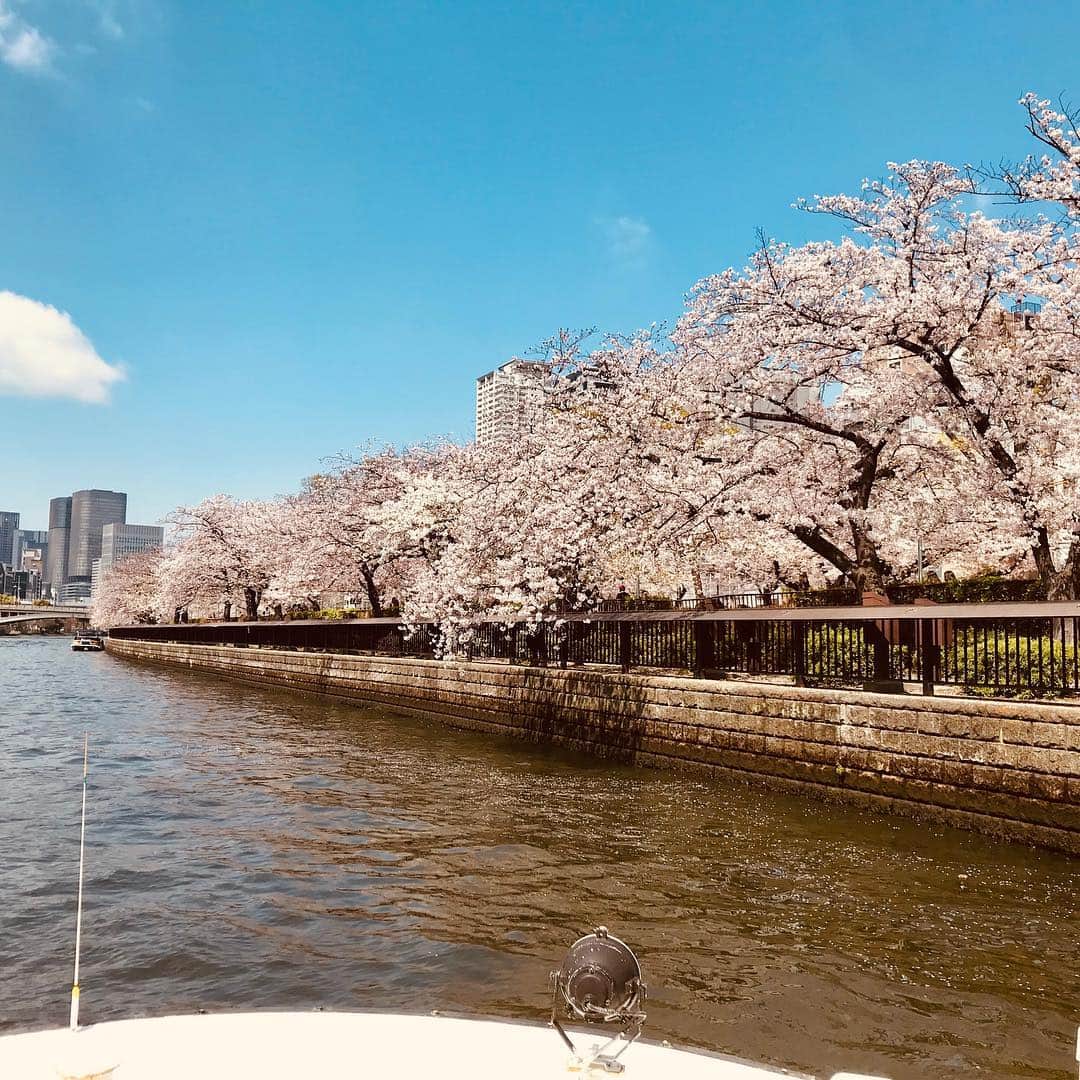 桂きん太郎さんのインスタグラム写真 - (桂きん太郎Instagram)「本日 #落語家と行くなにわ探訪クルーズ  #桜満開 でした。大川の桜は今週が見頃だと思います #大阪 #落語」4月8日 19時51分 - kintarohkatsura