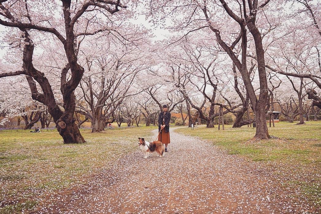 川崎芹奈さんのインスタグラム写真 - (川崎芹奈Instagram)「そして今日の満開お花見🌸  写ルンですの写真は後日。  #お花見 #桜満開 #花見 #桜 #お花見2019  #🌸 #昭和記念公園 #チューリップ #ピクニック #family」4月8日 19時52分 - serina_yss