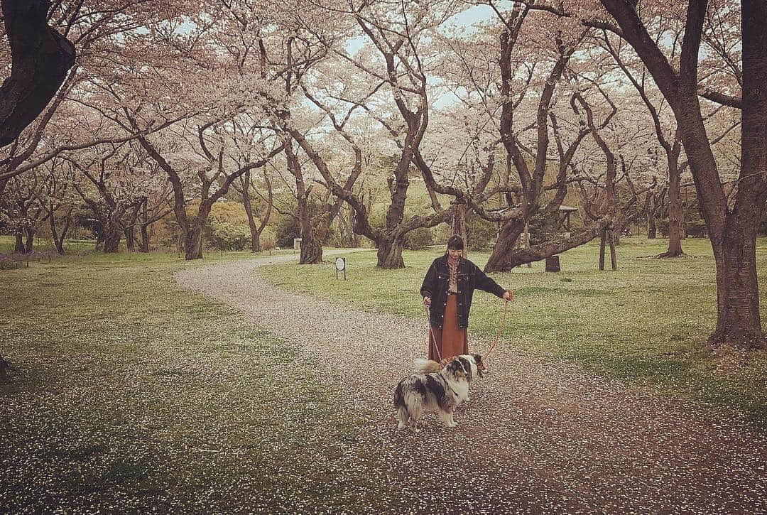 川崎芹奈さんのインスタグラム写真 - (川崎芹奈Instagram)「そして今日の満開お花見🌸  写ルンですの写真は後日。  #お花見 #桜満開 #花見 #桜 #お花見2019  #🌸 #昭和記念公園 #チューリップ #ピクニック #family」4月8日 19時52分 - serina_yss