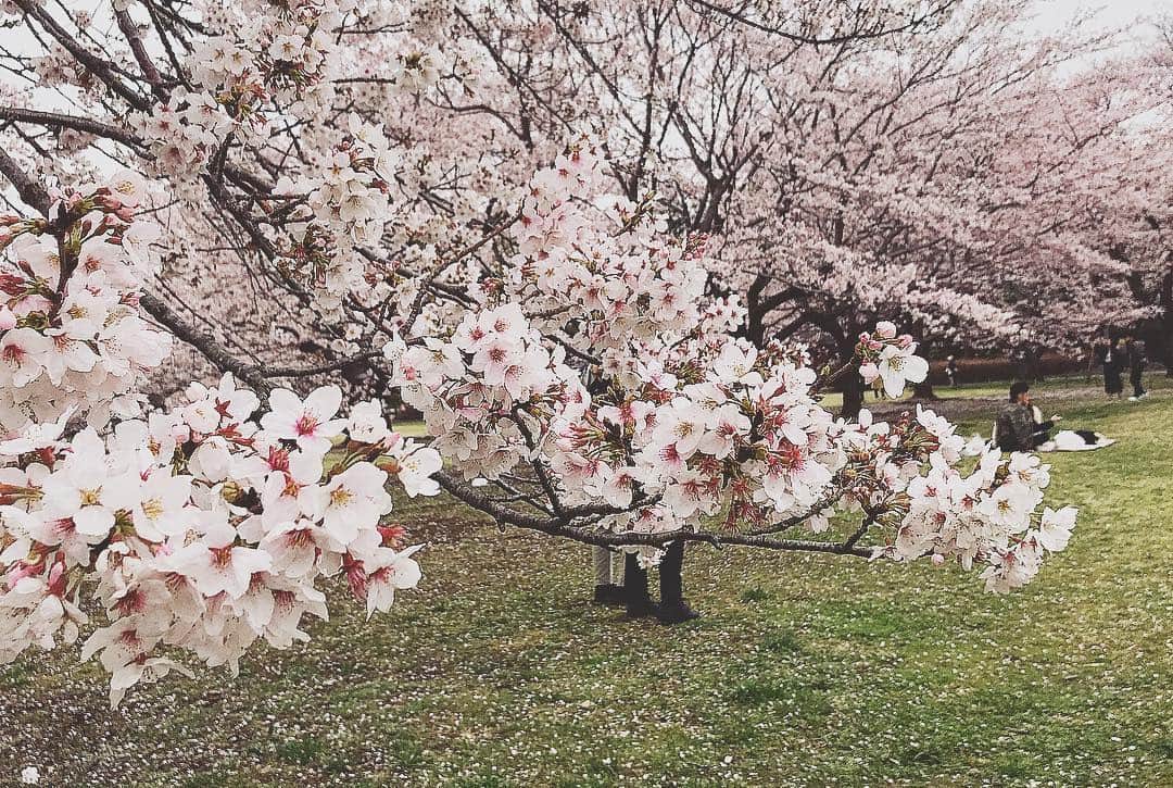 川崎芹奈さんのインスタグラム写真 - (川崎芹奈Instagram)「そして今日の満開お花見🌸  写ルンですの写真は後日。  #お花見 #桜満開 #花見 #桜 #お花見2019  #🌸 #昭和記念公園 #チューリップ #ピクニック #family」4月8日 19時52分 - serina_yss