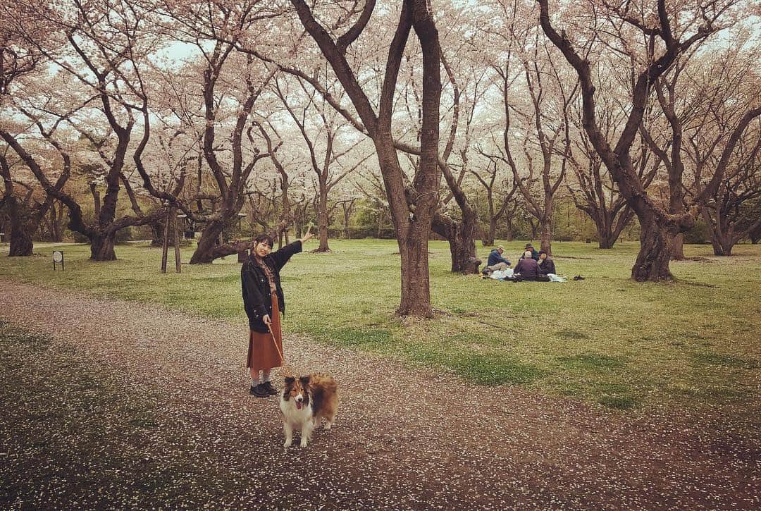 川崎芹奈さんのインスタグラム写真 - (川崎芹奈Instagram)「そして今日の満開お花見🌸  写ルンですの写真は後日。  #お花見 #桜満開 #花見 #桜 #お花見2019  #🌸 #昭和記念公園 #チューリップ #ピクニック #family」4月8日 19時52分 - serina_yss