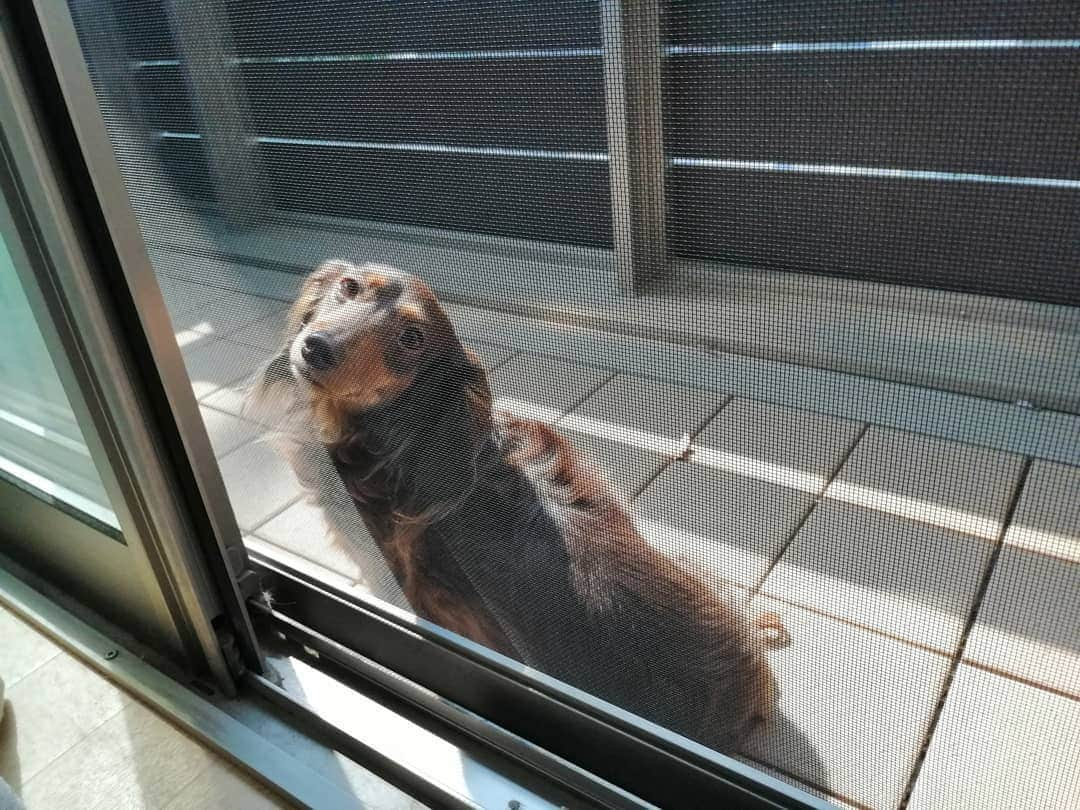 ななこさんのインスタグラム写真 - (ななこInstagram)「今日は雨☔ 昨日は晴れ☀ ※ ※ #犬 #愛犬 #ダックス #カニンヘン　 #dog #dachshund #dogstagram  #doxie #instadog #instadachshund  #petstagram #dachshundsofinstagram」4月8日 20時00分 - nanaco_dachs