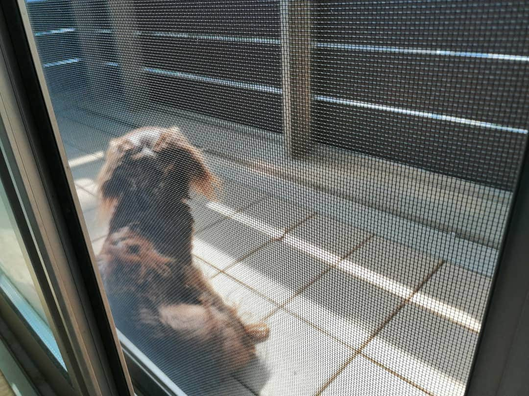 ななこさんのインスタグラム写真 - (ななこInstagram)「今日は雨☔ 昨日は晴れ☀ ※ ※ #犬 #愛犬 #ダックス #カニンヘン　 #dog #dachshund #dogstagram  #doxie #instadog #instadachshund  #petstagram #dachshundsofinstagram」4月8日 20時00分 - nanaco_dachs