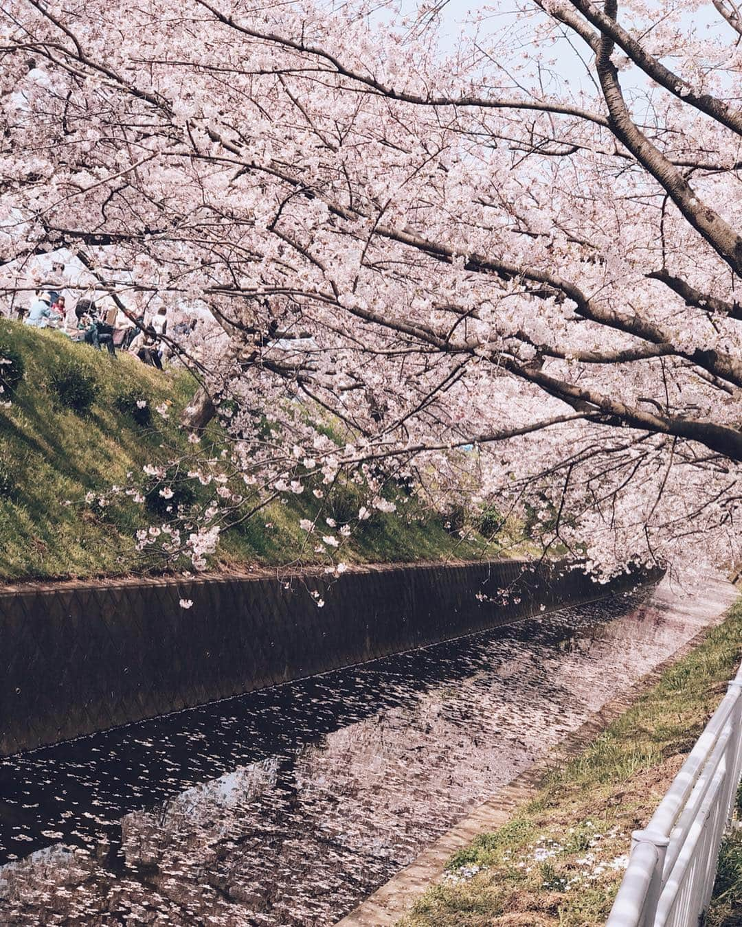 高橋菜摘さんのインスタグラム写真 - (高橋菜摘Instagram)「🌸🌸🌸 #渋田川 の#桜祭り へ🍒 週末は本当に天候が最高でしたね🌞 写真だと場所と時間によって白だったりピンクに映る。 桜さん気持ちまだもこもこしてないから満開手前？ まだまだ楽しめる気がするっ！ 近々友達と箱根行くかもだしちょうど見頃なのかなぁ？ 💕」4月8日 20時08分 - natsu128