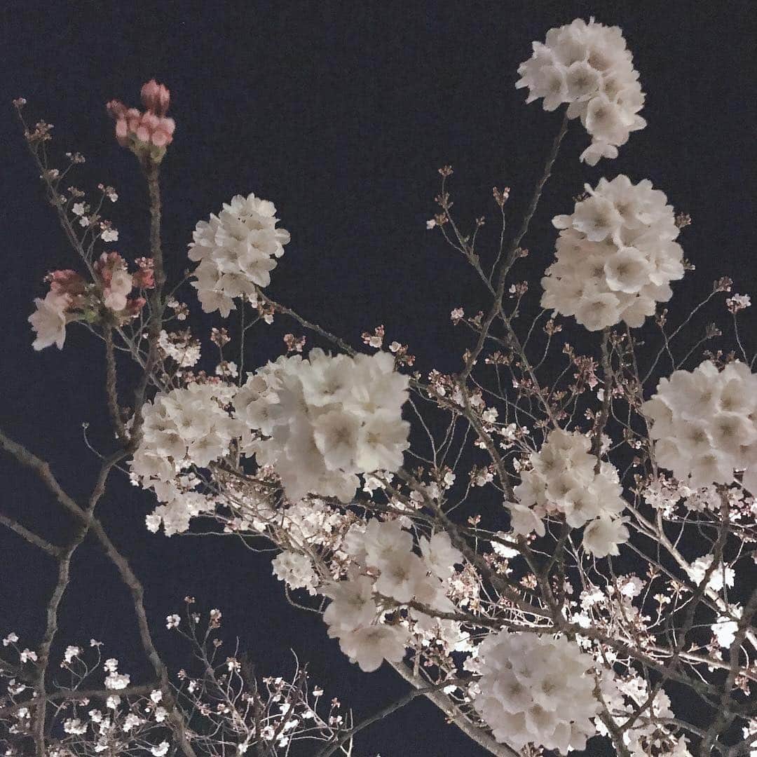 木本泉さんのインスタグラム写真 - (木本泉Instagram)「-﻿ 二条城の桜まつりへ🌸﻿ ﻿ 夜桜が圧巻！！！﻿ ﻿ 色んな種類の桜の木があり、本当に綺麗でした✨﻿ ﻿ #京都#桜#春#二条城#夜桜#桜まつり」4月8日 20時08分 - izumikimoto
