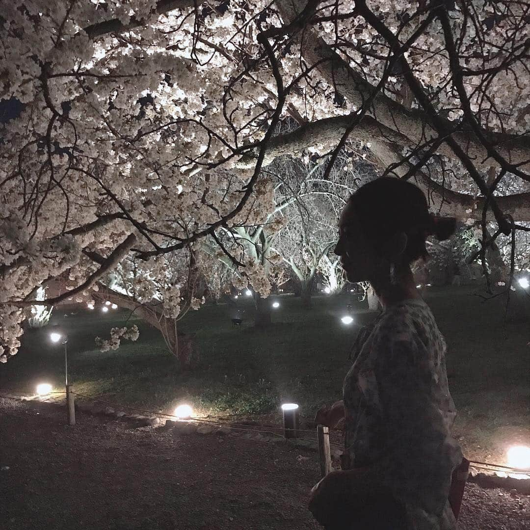 木本泉さんのインスタグラム写真 - (木本泉Instagram)「-﻿ 二条城の桜まつりへ🌸﻿ ﻿ 夜桜が圧巻！！！﻿ ﻿ 色んな種類の桜の木があり、本当に綺麗でした✨﻿ ﻿ #京都#桜#春#二条城#夜桜#桜まつり」4月8日 20時08分 - izumikimoto