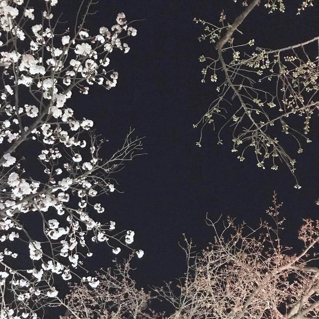 木本泉さんのインスタグラム写真 - (木本泉Instagram)「-﻿ 二条城の桜まつりへ🌸﻿ ﻿ 夜桜が圧巻！！！﻿ ﻿ 色んな種類の桜の木があり、本当に綺麗でした✨﻿ ﻿ #京都#桜#春#二条城#夜桜#桜まつり」4月8日 20時08分 - izumikimoto