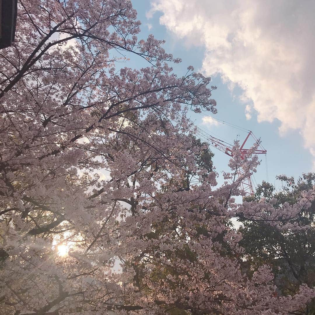 咲希あかねさんのインスタグラム写真 - (咲希あかねInstagram)「#雪組 #prprince #千秋楽 #観劇  上級生の方々の芝居のあつさ、下級生までが力の限り全力で素敵でした✨ #永久輝せあ くんのメガネをかけた弱い役が可愛くて、そしてスタイルがいい！！#潤花 ちゃんのお芝居とダンスも^_^  #宝塚 #バウホール  #桜 と#夕日 と#クレーン車 がなんか好き♡」4月8日 20時14分 - akane_saki