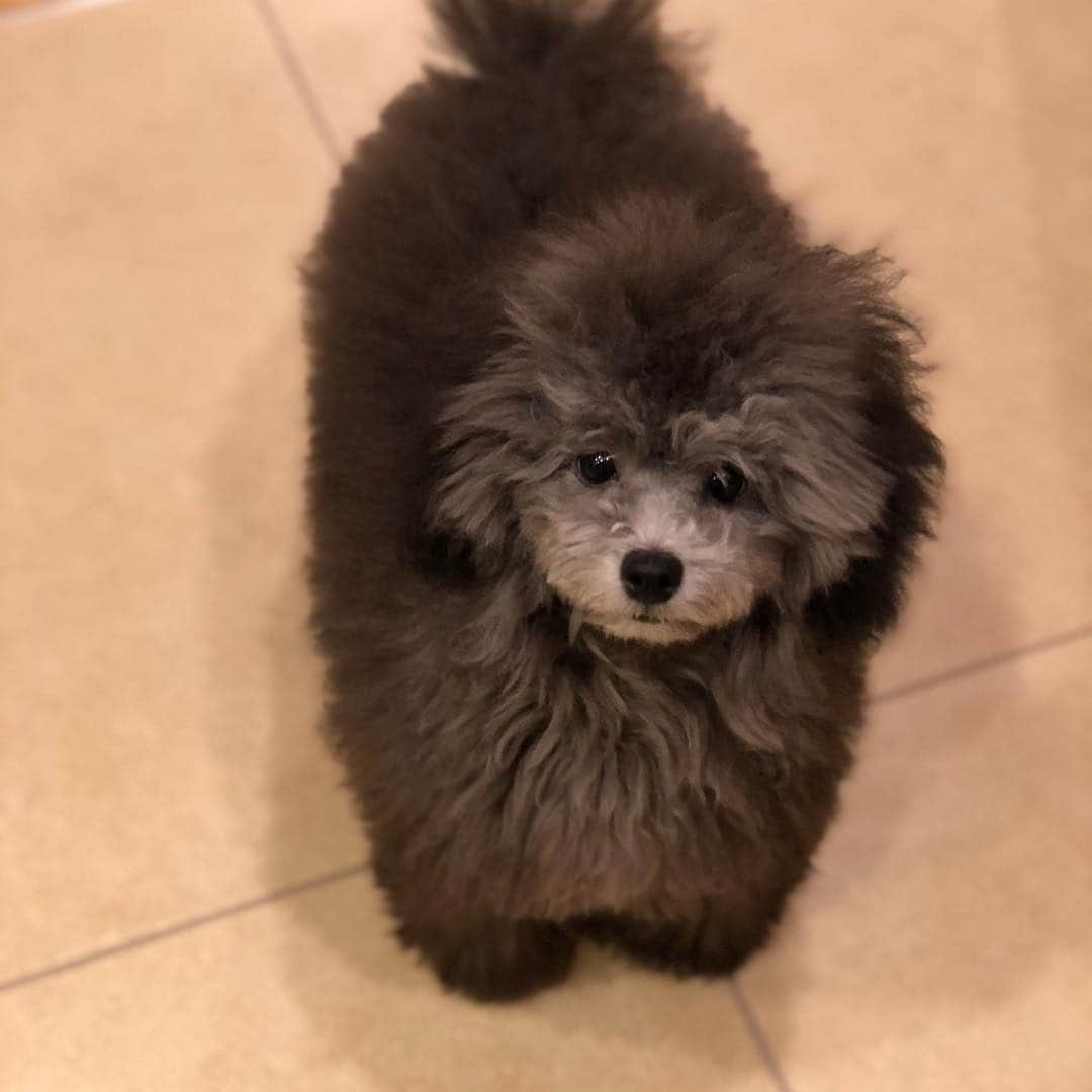 山下莉奈さんのインスタグラム写真 - (山下莉奈Instagram)「トリミングしました🐶💕 ふわふわ可愛いな😍 鼓太郎くん徐々にイケメンが溢れ出てる💕いーぞ！その調子だ👏  #dogstagram #トイプードル #トイプードルシルバー #トイプードルレッド #山下ポーちゃん #ぼくは鼓太郎 #わんこなしでは生きていけません会」4月8日 20時15分 - rinayamashita