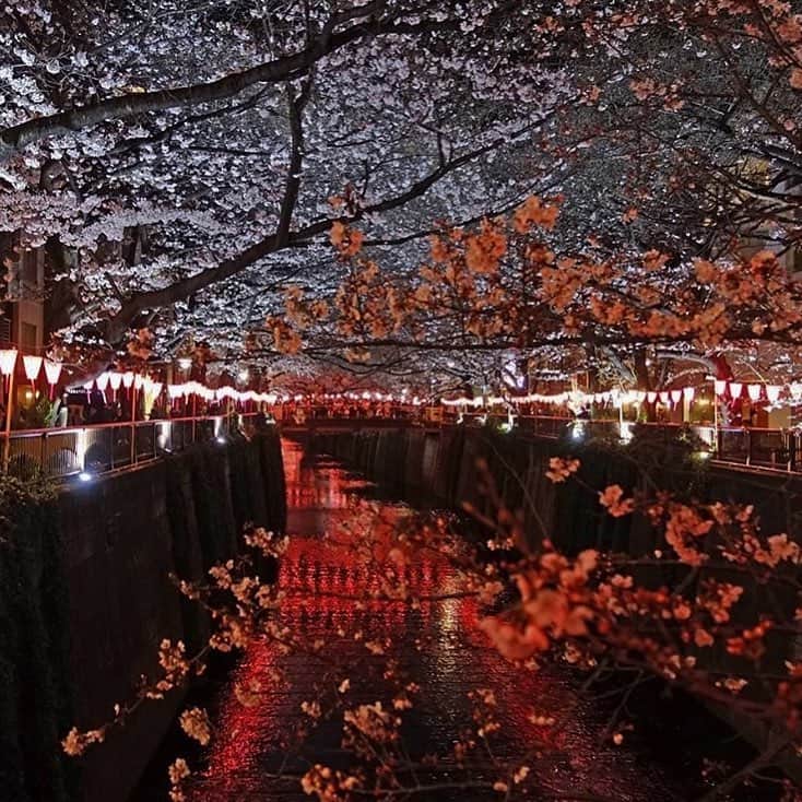 黒木理也さんのインスタグラム写真 - (黒木理也Instagram)「last sakura madness 🌸🇯🇵」4月8日 20時23分 - masayakitsune