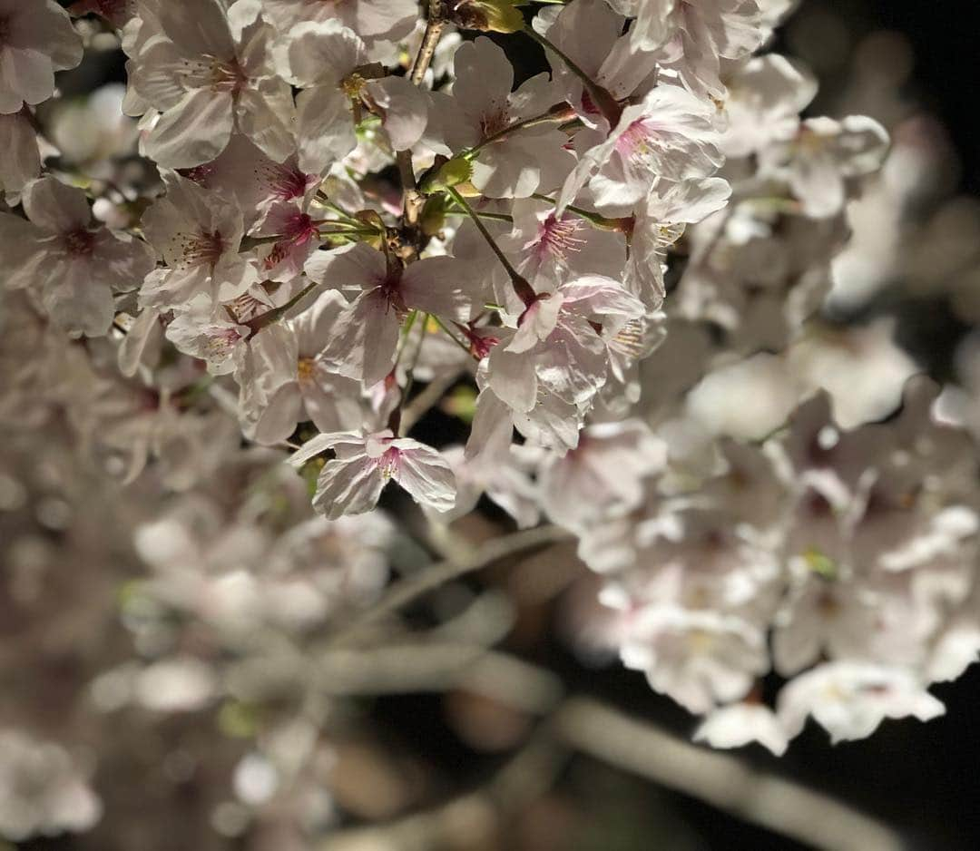 沖玲奈さんのインスタグラム写真 - (沖玲奈Instagram)「先日の京都🌸桜の名所巡り👏 どこも満開で、運良く丁度ベストなタイミングで見に行けて最高でした✨二日間があっという間🙊 #京都 #祇園白川 #哲学の道 #花見 #夜桜 飲み食いしすぎて更に膨張して帰ってきたw」4月8日 20時34分 - reinaoki2508