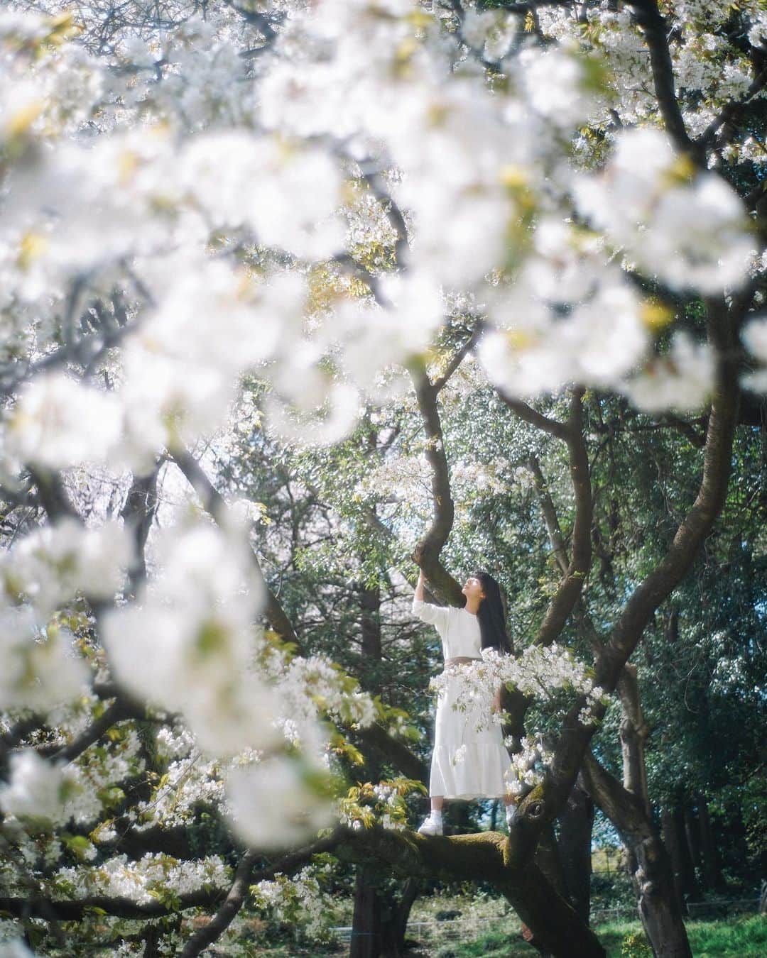 Naokoのインスタグラム：「UTOPIA..🌸 * 理想郷。桜源郷。」