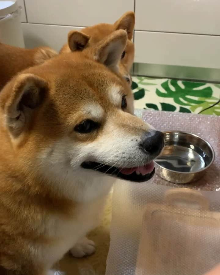 shibainu berryのインスタグラム