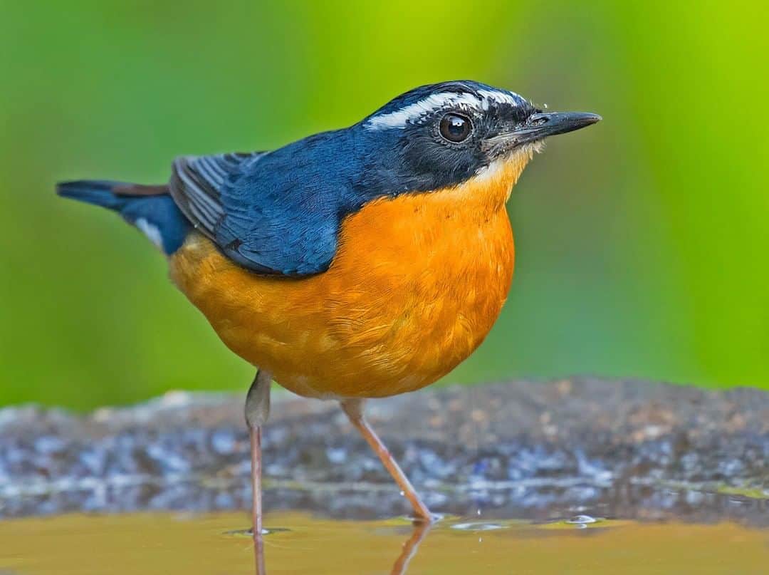 Discoveryさんのインスタグラム写真 - (DiscoveryInstagram)「“Only perfect sunlight can display the true colors of nature and accurately capture the bright blue of the Indian blue robin.” 📸 + caption by Pratik Humnabadkar (@pratikhumnabadkar) . . . . #IGbirds #birdwatching #robin  #explore #travel #nature #photography #potd #photooftheday #discover #wildlifephotography #nature」4月8日 20時54分 - discovery