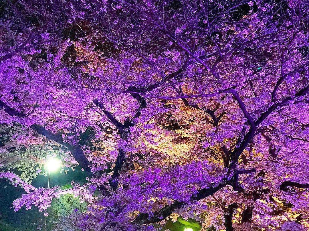 黒木ひかりさんのインスタグラム写真 - (黒木ひかりInstagram)「夜桜」4月8日 21時04分 - kuroki_hikari