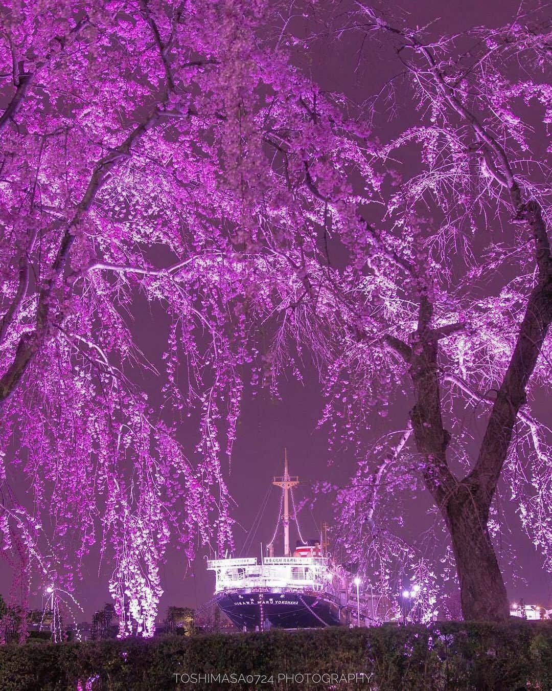 横浜市さんのインスタグラム写真 - (横浜市Instagram)「Cherry blossoms around here are just as gorgeous at night 🌸 Photo: @toshimasa0724 #myyokohama」4月8日 20時56分 - findyouryokohama_japan