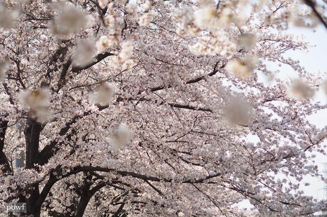 anemone_69のインスタグラム：「. ⋆*❀*⋆ฺ｡* . . #ソメイヨシノ #染井吉野 #sakura #サクラ #桜 #cherryblossom . . .」