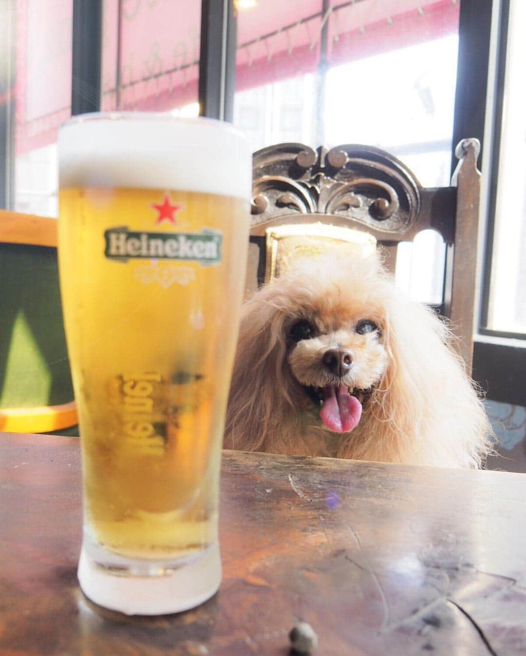 Toypoodle Mikuru?Asakusa Tokyoさんのインスタグラム写真 - (Toypoodle Mikuru?Asakusa TokyoInstagram)「20190407 Sunday. みくるの卒業式のかえり ママとギンザでランチしました。 今日は休肝日なんだぁ♥️ とか、ママは言っていたのに、 座ってすぐ金泡🍺が運ばれてきました。 くそばばぁ... できもしねーこと、くちばしんじゃねーよ🤬 しかしながら、みくるにもオニク注文してくれたから まぁいいかなぁ😚 金泡一杯頼むと、みくるにオニクひと皿だよ😆 10杯飲んでいいからねッ😆 . #ハイネケン #みくる日記 #アメニテギンザ」4月8日 21時07分 - purapura299