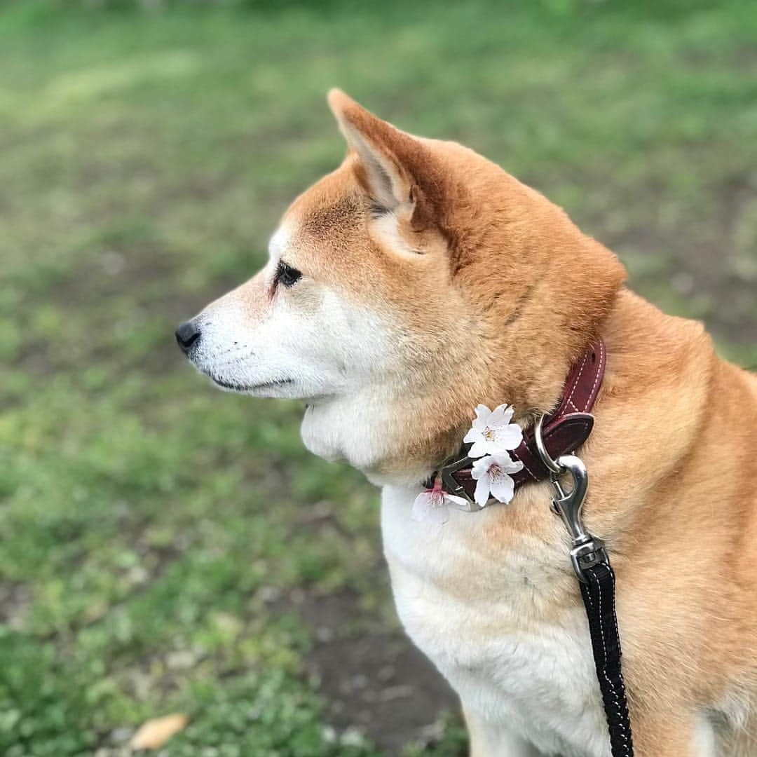 マル子さんのインスタグラム写真 - (マル子Instagram)「🌸 #マル子  #柴犬  #shiba  #柴桜」4月8日 21時07分 - tomikago