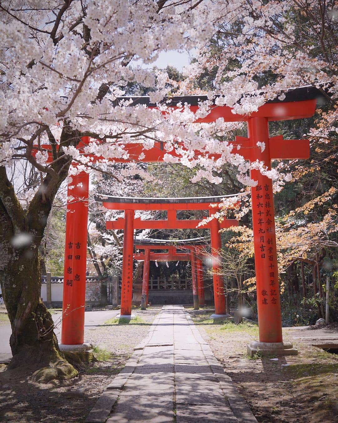 Koichiのインスタグラム：「. . 🌸 & ⛩ . . . 📍#竹中稲荷神社 #京都 #Kyoto .」