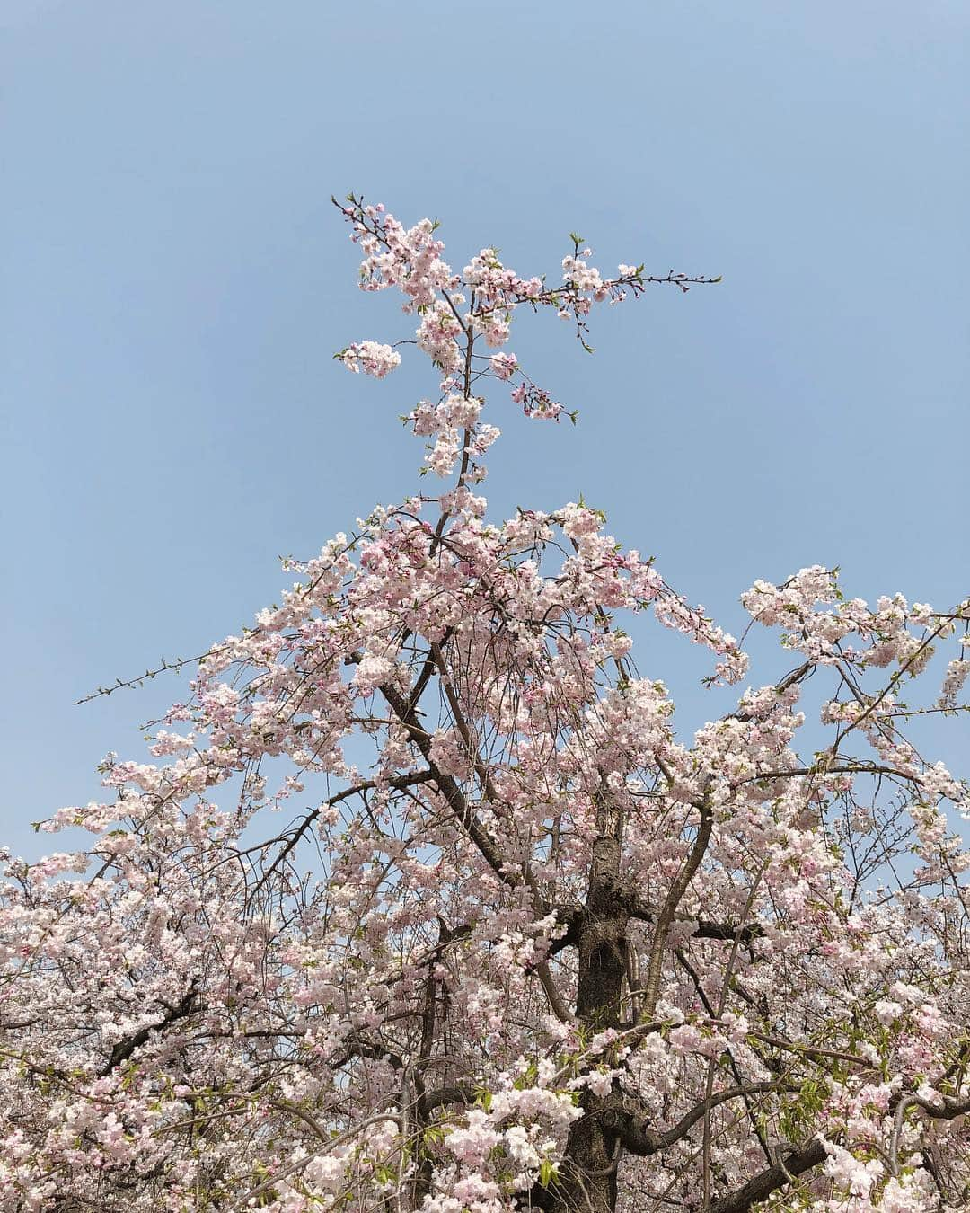 ムサシさんのインスタグラム写真 - (ムサシInstagram)「🌸🌸🌸」4月8日 21時14分 - ___musashi.___