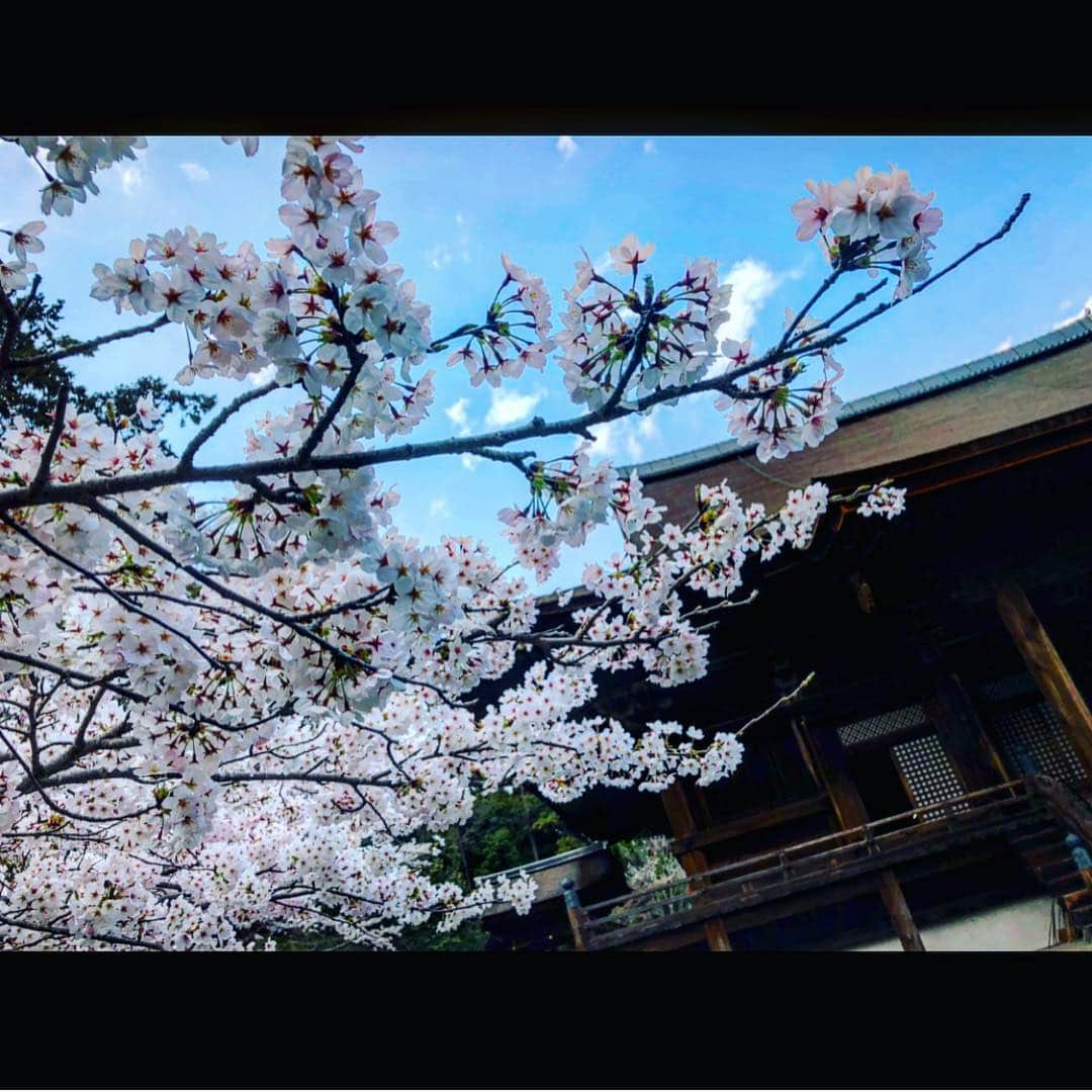 さきえさんのインスタグラム写真 - (さきえInstagram)「園城寺三井寺からの琵琶湖疏水。 桜も相まって殊更良し。 . . #三井寺 #園城寺 #琵琶湖疏水 #桜 #cherryblossom #観音堂 #秘仏 #三井寺観音堂は33年に一度の開帳#素晴らしかった。#総本山園城寺 #国宝 #重要文化財 #寺社仏閣 #桜の名所 #琵琶湖 #滋賀県 #photooftheday #photography #japan」4月8日 21時17分 - sakie110