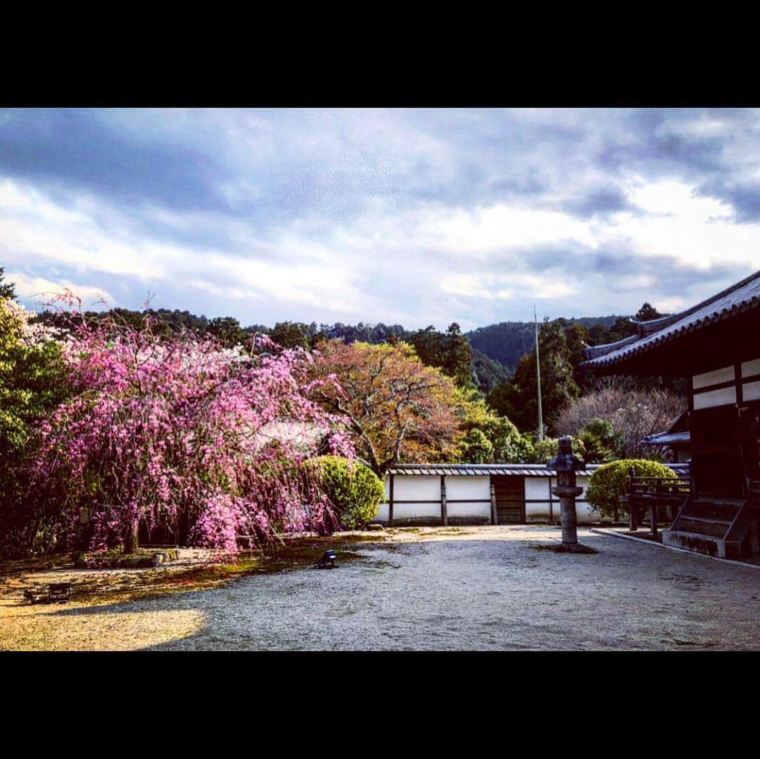 さきえさんのインスタグラム写真 - (さきえInstagram)「園城寺三井寺からの琵琶湖疏水。 桜も相まって殊更良し。 . . #三井寺 #園城寺 #琵琶湖疏水 #桜 #cherryblossom #観音堂 #秘仏 #三井寺観音堂は33年に一度の開帳#素晴らしかった。#総本山園城寺 #国宝 #重要文化財 #寺社仏閣 #桜の名所 #琵琶湖 #滋賀県 #photooftheday #photography #japan」4月8日 21時17分 - sakie110